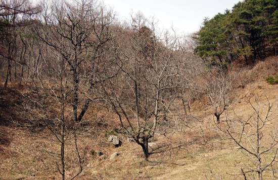 천안호두과자란 명성에 어울리게 광덕사 주변은 온통 호두나무다. 호두과수도 있고 가로수도 호두나무다. 